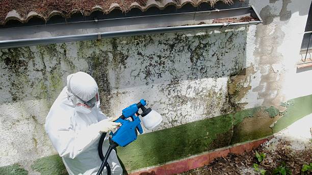 Trusted Mold Testing service in Lakeside, MI - Cheap Mold Removal